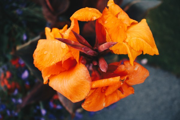 High Definition 74 by Laurie Kindred